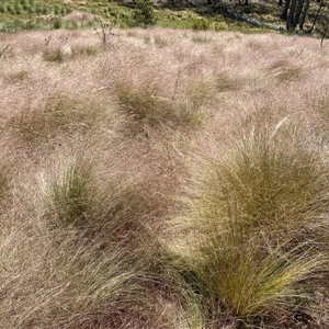 Nassella trichotoma at Jacka, ACT - 22 Nov 2024