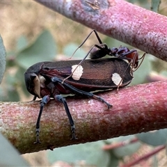 Eurymela distincta (Gumtree leafhopper) at Ainslie, ACT - 22 Nov 2024 by Pirom