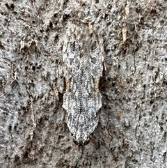 Hypatima microgramma (A Gelechioid moth (Chelariinae)) at Ainslie, ACT - 22 Nov 2024 by Pirom