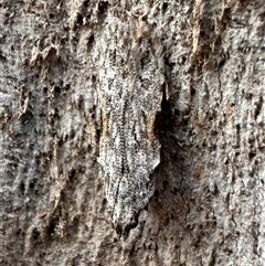 Hypatima harpophora at Ainslie, ACT - 22 Nov 2024