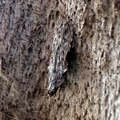 Hypatima harpophora at Ainslie, ACT - 22 Nov 2024