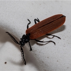 Porrostoma rhipidium (Long-nosed Lycid (Net-winged) beetle) at Higgins, ACT - 21 Nov 2024 by AlisonMilton