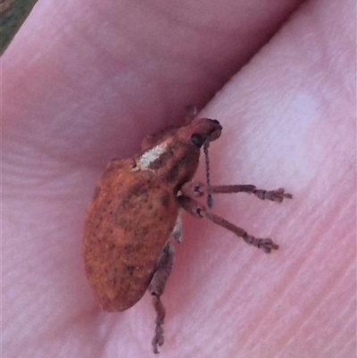 Gonipterus scutellatus (Eucalyptus snout beetle, gum tree weevil) at Manar, NSW - 22 Nov 2024 by clarehoneydove