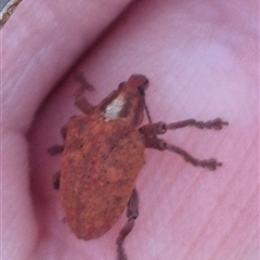 Gonipterus scutellatus at Manar, NSW - suppressed