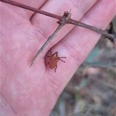 Gonipterus scutellatus at Manar, NSW - suppressed