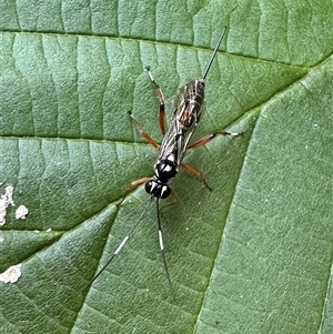 Glabridorsum stokesii (A parasitic wasp) at Ainslie, ACT by Pirom