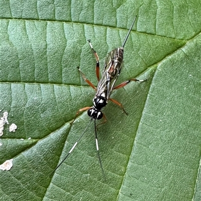 Glabridorsum stokesii (A parasitic wasp) at Ainslie, ACT - 21 Nov 2024 by Pirom
