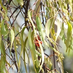 Myzomela sanguinolenta (Scarlet Honeyeater) at Orangeville, NSW - 22 Nov 2024 by belleandjason