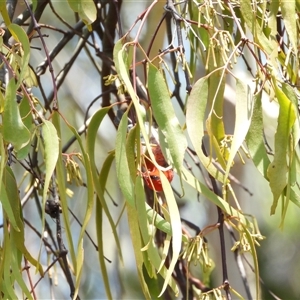 Myzomela sanguinolenta at Orangeville, NSW - 22 Nov 2024