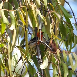 Myzomela sanguinolenta at Orangeville, NSW - 22 Nov 2024