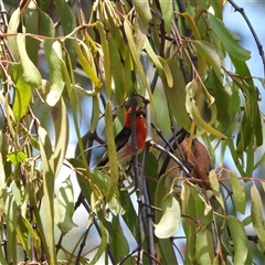 Myzomela sanguinolenta at Orangeville, NSW - 22 Nov 2024