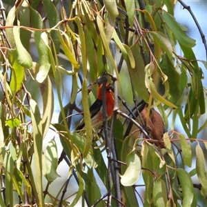 Myzomela sanguinolenta at Orangeville, NSW - 22 Nov 2024