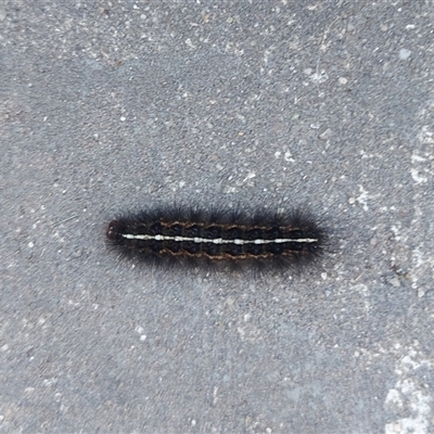 Ardices (genus) (Tiger moth (formerly Spilosoma)) at Kambah, ACT - 22 Nov 2024 by GirtsO