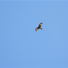 Lophoictinia isura (Square-tailed Kite) at Orangeville, NSW - 31 Oct 2024 by belleandjason3113