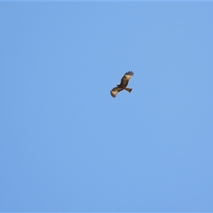 Lophoictinia isura (Square-tailed Kite) at Orangeville, NSW by belleandjason3113