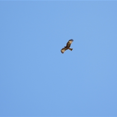 Lophoictinia isura (Square-tailed Kite) at Orangeville, NSW - 31 Oct 2024 by belleandjason