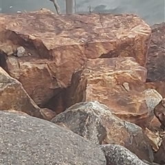 Eulamprus heatwolei (Yellow-bellied Water Skink) at Cotter River, ACT - 22 Nov 2024 by GirtsO