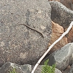 Eulamprus heatwolei at Cotter River, ACT - 22 Nov 2024 04:48 PM