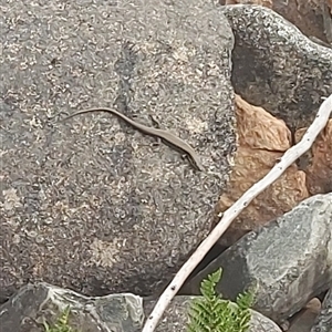 Eulamprus heatwolei at Cotter River, ACT - 22 Nov 2024 04:48 PM