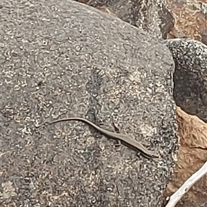 Eulamprus heatwolei at Cotter River, ACT - 22 Nov 2024