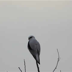 Elanus axillaris (Black-shouldered Kite) at Orangeville, NSW - 18 Sep 2024 by belleandjason