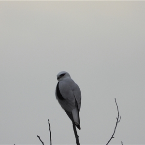 Elanus axillaris (Black-shouldered Kite) at Orangeville, NSW by belleandjason3113