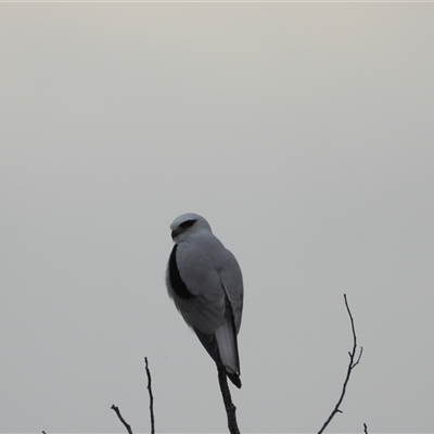 Elanus axillaris (Black-shouldered Kite) at Orangeville, NSW - 18 Sep 2024 by belleandjason