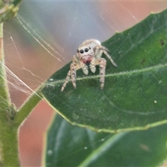 Opisthoncus sp. (genus) (Opisthoncus jumping spider) at Manar, NSW - 22 Nov 2024 by clarehoneydove