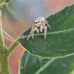 Opisthoncus sp. (genus) (Unidentified Opisthoncus jumping spider) at Manar, NSW - 22 Nov 2024 by clarehoneydove