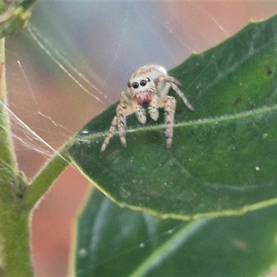 Opisthoncus sp. (genus) (Opisthoncus jumping spider) at Manar, NSW - 22 Nov 2024 by clarehoneydove
