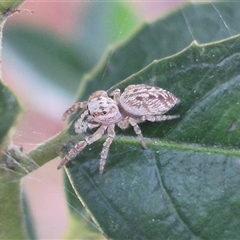 Opisthoncus sp. (genus) at Manar, NSW - suppressed