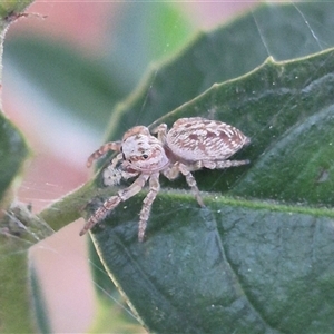 Opisthoncus sp. (genus) at Manar, NSW - suppressed