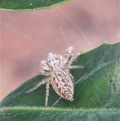 Opisthoncus sp. (genus) at Manar, NSW - 22 Nov 2024