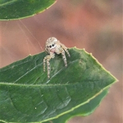 Opisthoncus sp. (genus) at Manar, NSW - suppressed