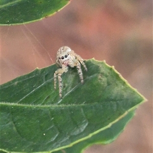 Opisthoncus sp. (genus) at Manar, NSW - 22 Nov 2024