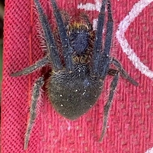 Hortophora transmarina at Kangaroo Valley, NSW - 22 Nov 2024