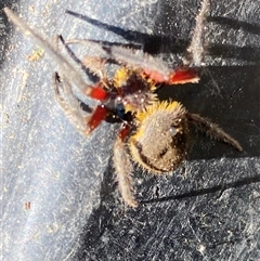 Hortophora transmarina at Kangaroo Valley, NSW - 22 Nov 2024