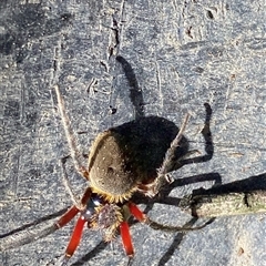 Hortophora transmarina at Kangaroo Valley, NSW - suppressed