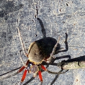 Hortophora transmarina at Kangaroo Valley, NSW - 22 Nov 2024