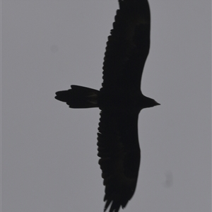 Aquila audax (Wedge-tailed Eagle) at Brownlow Hill, NSW by belleandjason3113