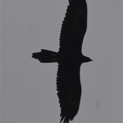 Aquila audax (Wedge-tailed Eagle) at Brownlow Hill, NSW - 22 Nov 2024 by belleandjason