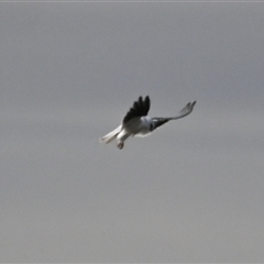 Elanus axillaris (Black-shouldered Kite) at Orangeville, NSW - 22 Nov 2024 by belleandjason