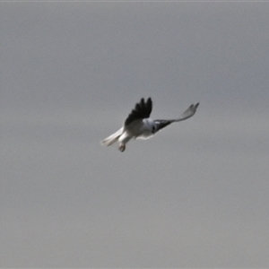 Elanus axillaris (Black-shouldered Kite) at Orangeville, NSW by belleandjason3113