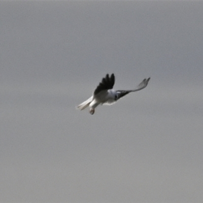 Elanus axillaris (Black-shouldered Kite) at Orangeville, NSW - 22 Nov 2024 by belleandjason