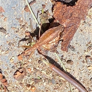 Sastrapada australica at Kangaroo Valley, NSW - 22 Nov 2024