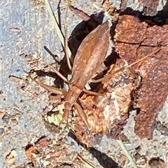 Sastrapada australica at Kangaroo Valley, NSW - 22 Nov 2024