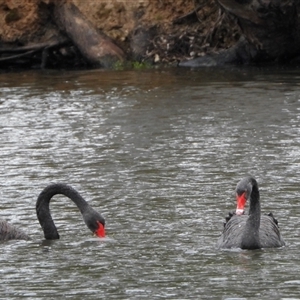 Cygnus atratus (Black Swan) at Brownlow Hill, NSW by belleandjason3113