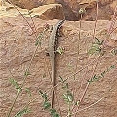 Eulamprus heatwolei (Yellow-bellied Water Skink) at Cotter River, ACT - 22 Nov 2024 by GirtsO