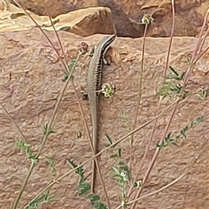 Eulamprus heatwolei (Yellow-bellied Water Skink) at Cotter River, ACT by GirtsO