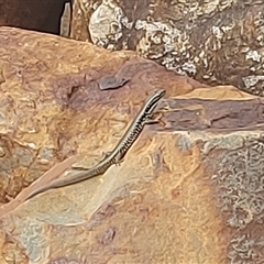 Eulamprus heatwolei at Cotter River, ACT - 22 Nov 2024